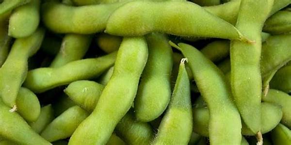 Kacang Edamame Kaya Protein