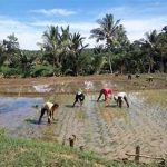 Pengembangan Pangan Berkelanjutan