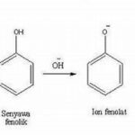 Efek Fermentasi Pada Senyawa Fenolik