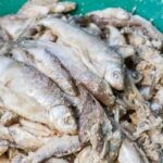 Tradisi Pembuatan Bekasam Ikan