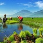 Optimalisasi Sumber Daya Pertanian