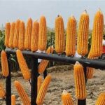 Pengembangan Varietas Tanaman Tahan Cuaca Ekstrem